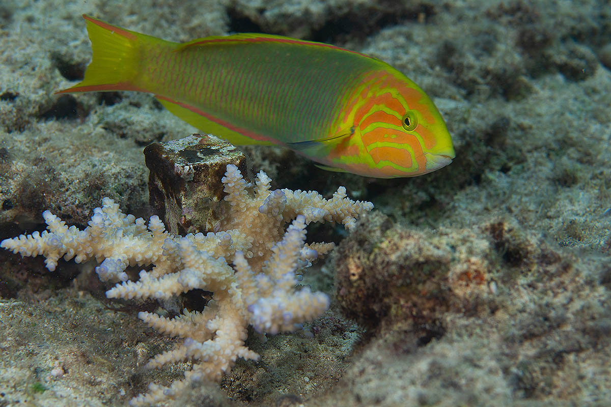 coral-in-reef