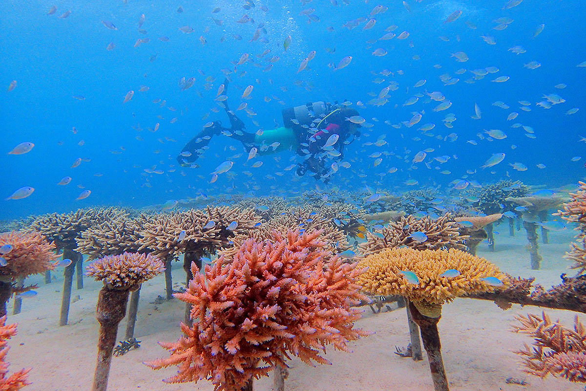 Bãi biển Okinawa với những rạng san hô lớn