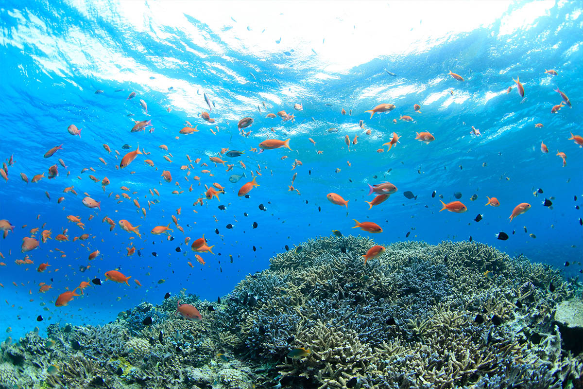 沖繩珊瑚礁