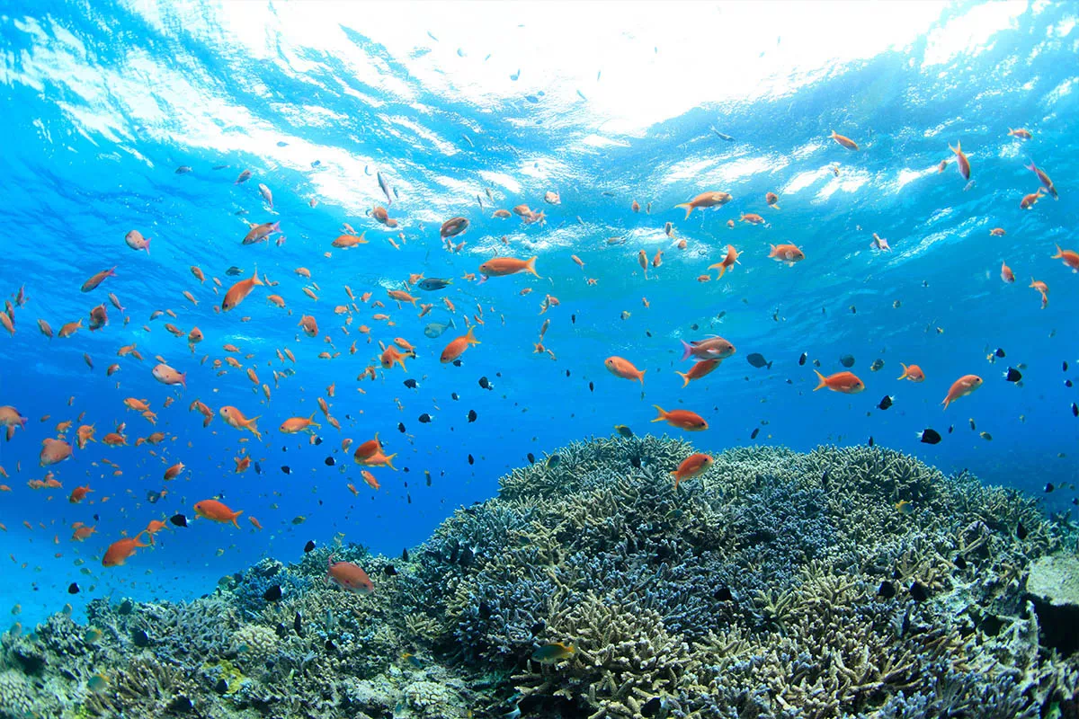 okinawa coral reef
