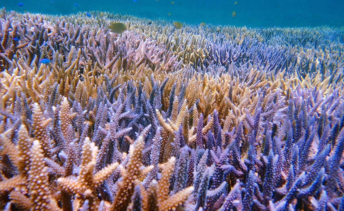 yabiji coral reef
