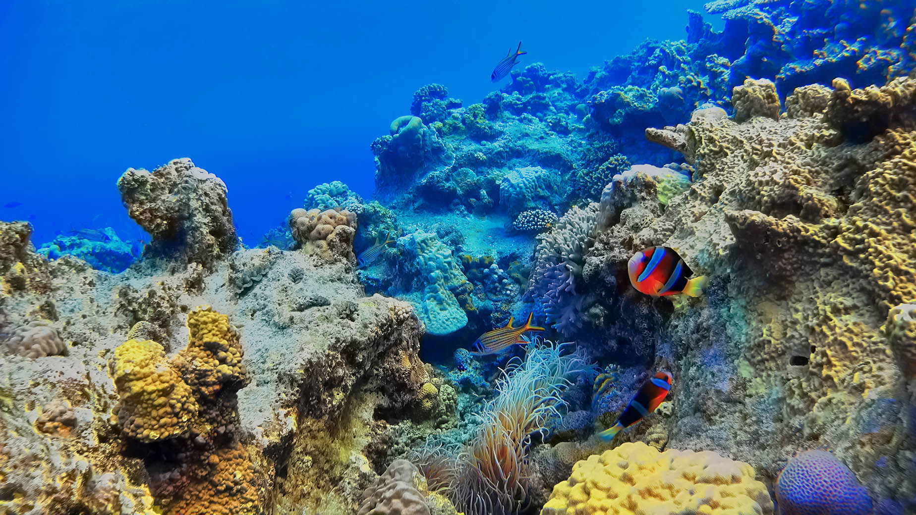 慶良間群島珊瑚礁