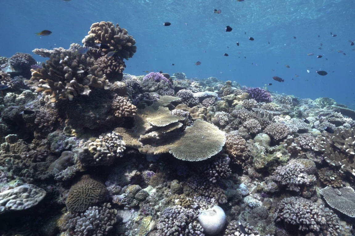 恩納村的珊瑚礁