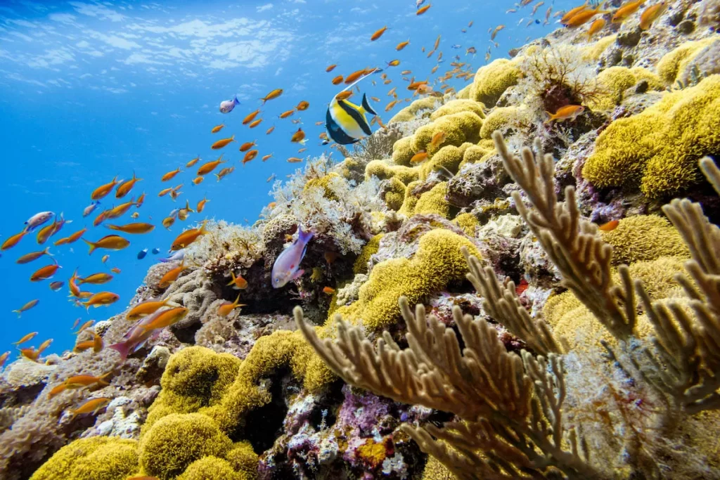 沖繩珊瑚礁