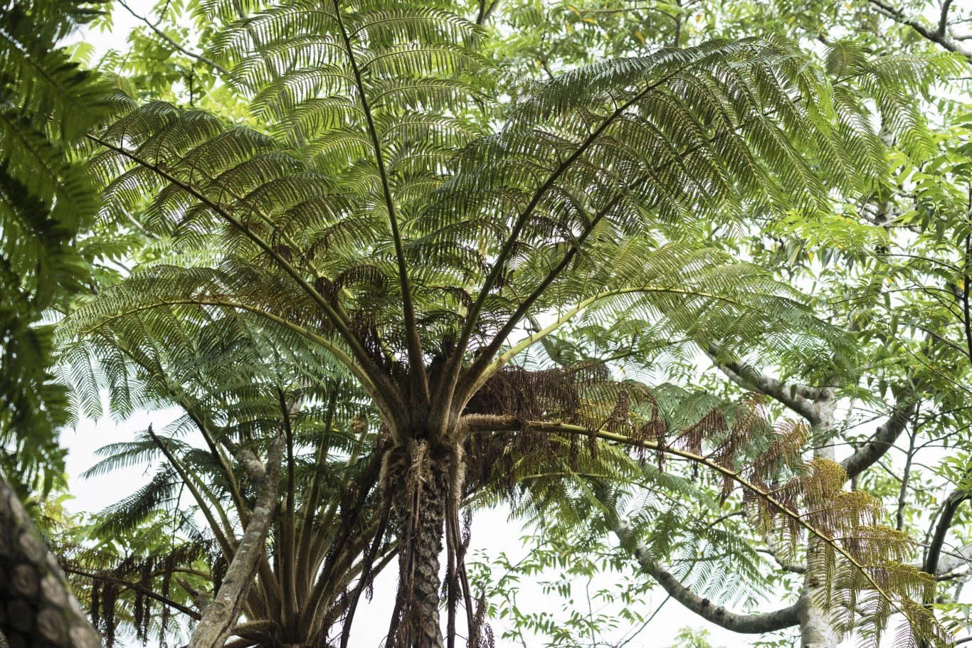 yambaru national park