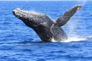 whale watching in okinawa