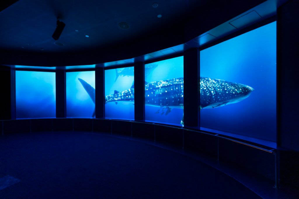 dmm-kariyushi-aquarium