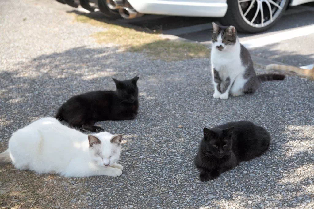 ojima island relaxing cats