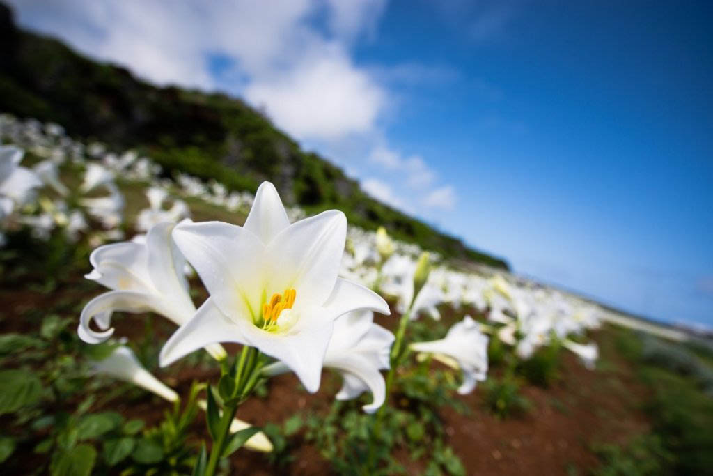 okinawa-lily-ie-island