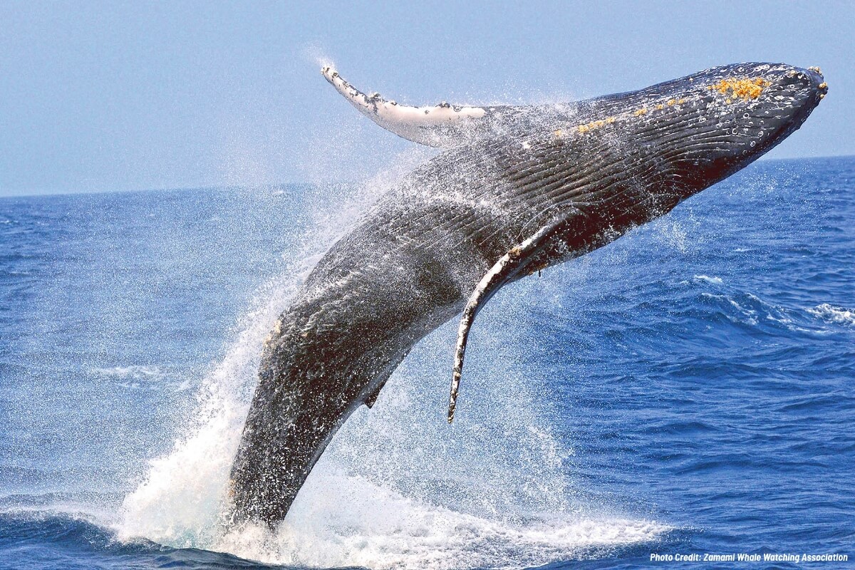 鯨魚跳躍座間味