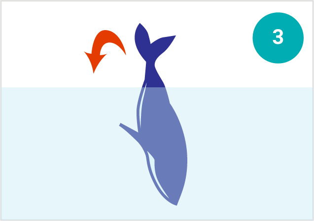 鯨魚的動作：尾部拍擊
