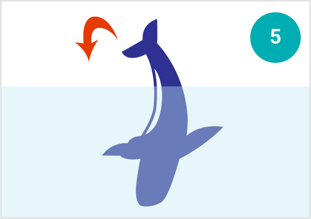 鯨魚的動作：尾柄拍擊