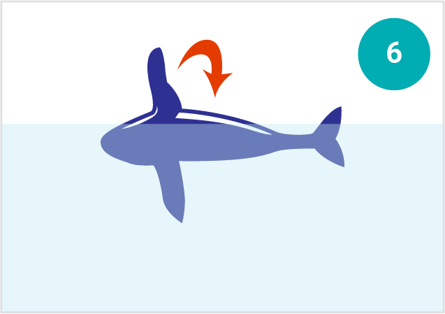 whale-movement-peck-scrap
