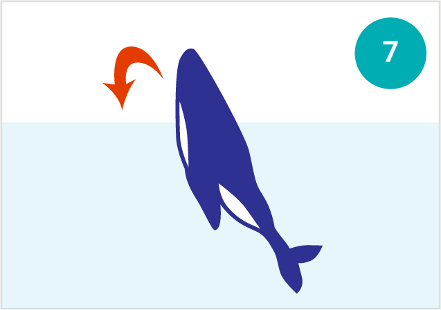 鯨魚的動作：頭部拍擊
