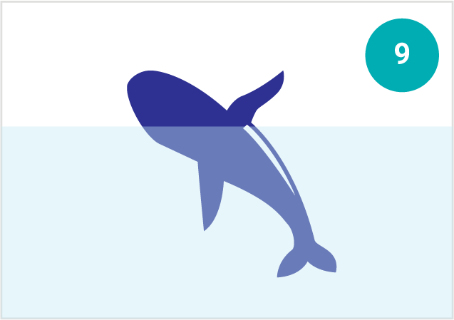 鯨魚的動作：躍身擊浪