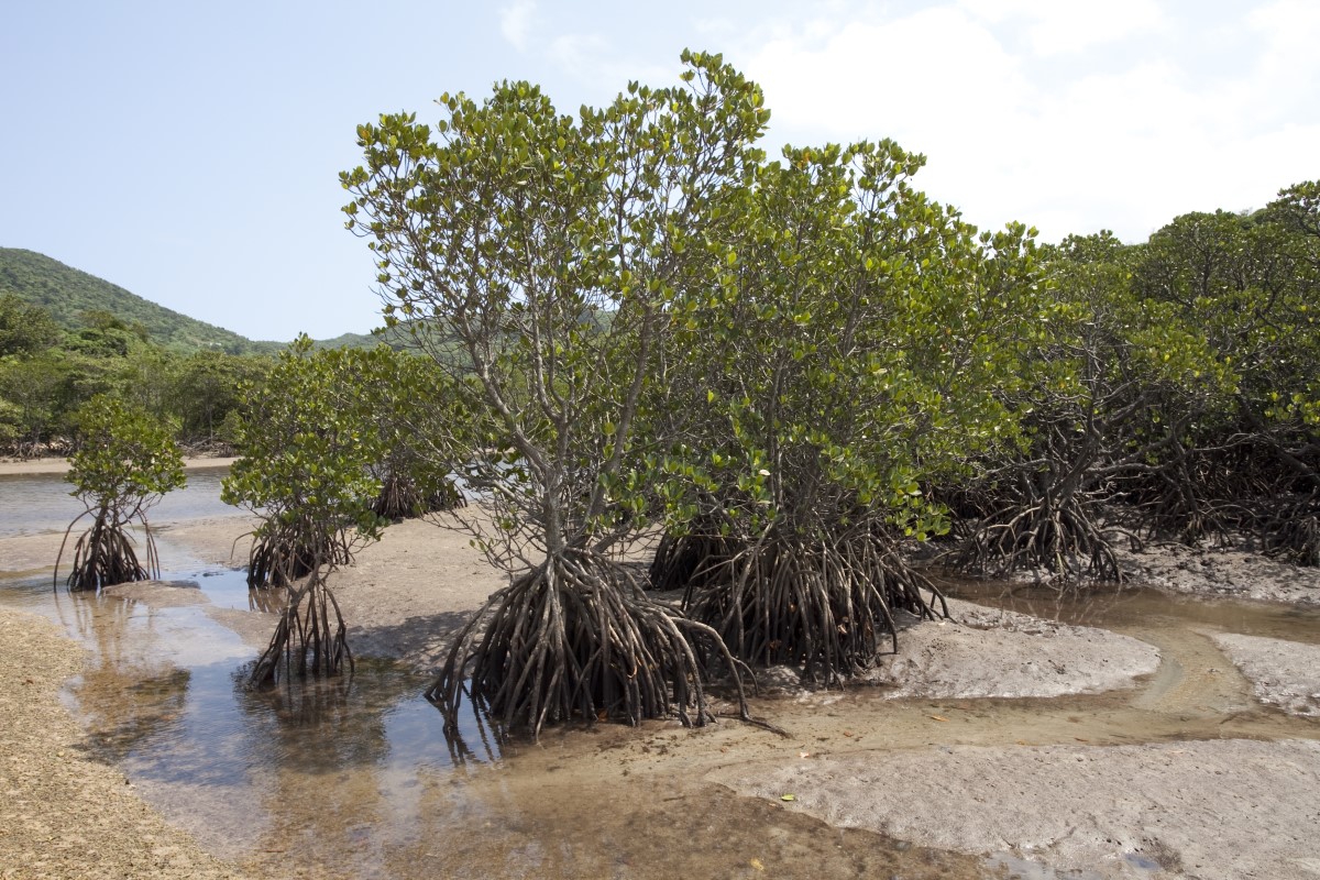 okinawa mangrove trees