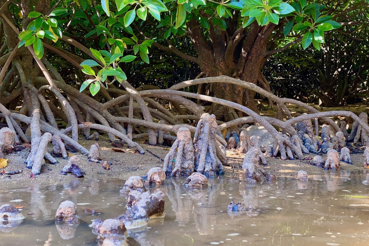 okinawa mangroves knee root