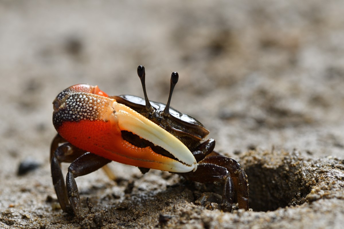 endemic okinawa fiddler crab