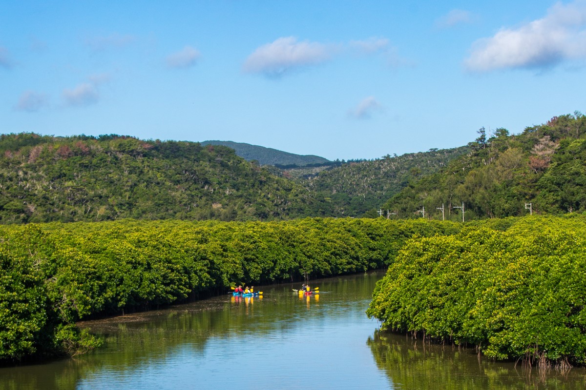 kayaking mangroves okinawa