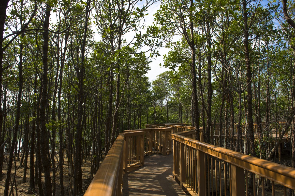 okinawa mangroves wooden walkways