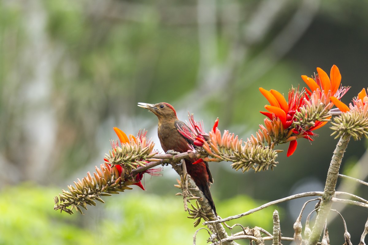 endemic species okinawa woodpecker