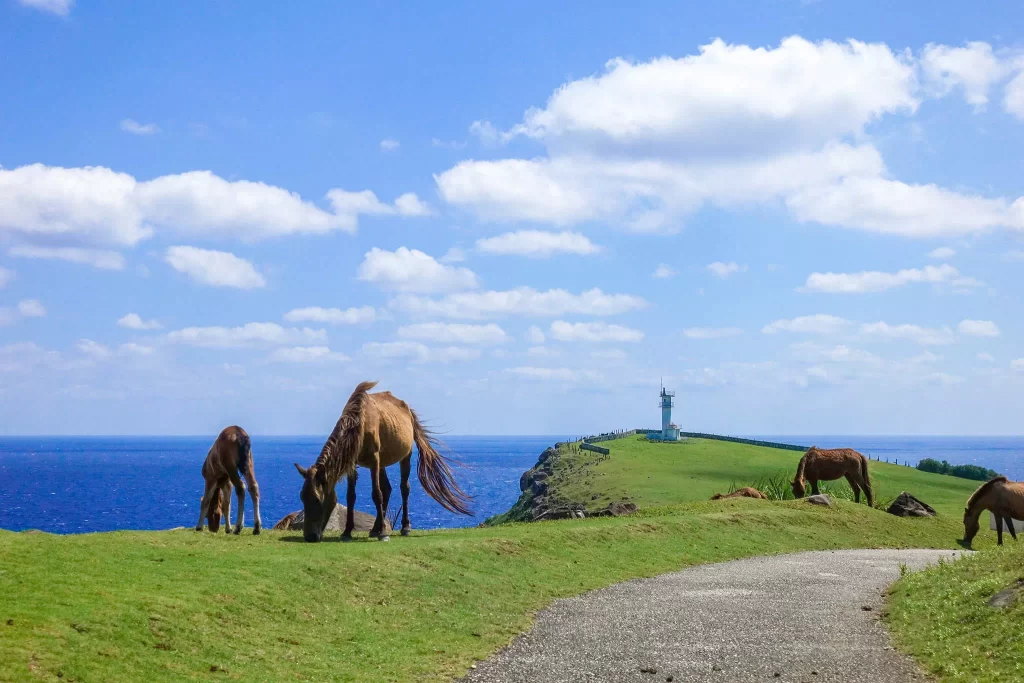 與那國島小馬景觀