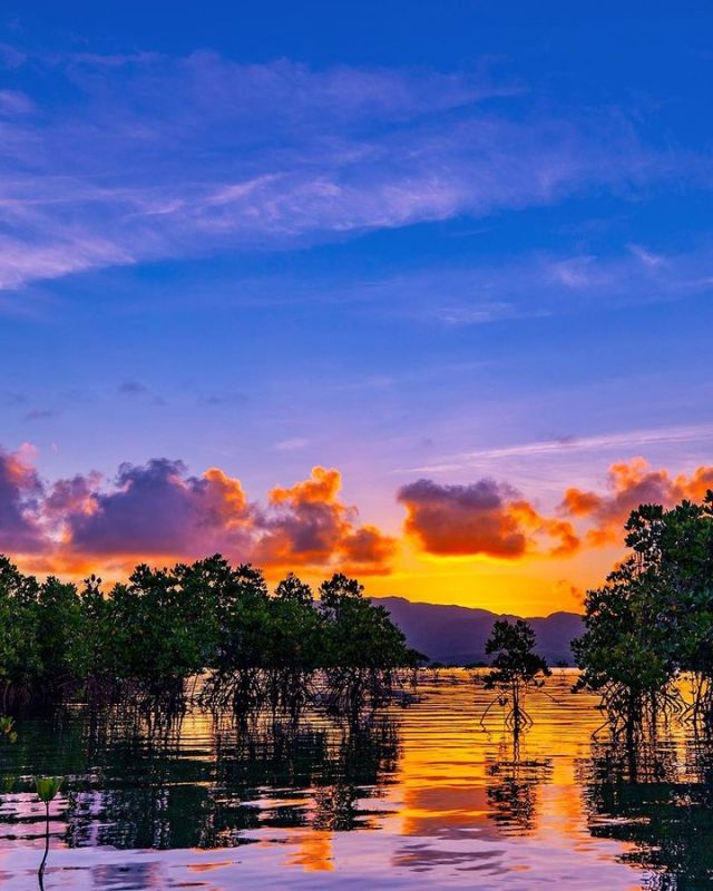 .
We'll introduce you to a favorite secret spot. Akaya Bay on Kohama Island is a mangrove colony. At dusk, the evening scenery is beautifully reflected in the mirror-like surface of the sea.
*In order to protect the health of visitors and Okinawan residents, please be considerate and check the latest information on each island when traveling to the islands.
📍：Kohama Island
📷: @mari.honu
Thank you very much for the wonderful photo!

今回は穴場スポットを紹介します。小浜島のアカヤ湾はマングローブ群生地です。夕暮れ時、鏡のような海面に夕景が綺麗に映り込んでいます。
※訪れる皆様並びに県民の健康を守るため、離島渡航検討の際には各島の最新情報を確認して、思いやりある行動をお願いします。

這次要介紹沖繩的隱藏版景點。小濱島的Akaya灣有處紅樹林生態區。每當日暮低垂，可以欣賞到夕陽美景倒映在海面上的景致，相當地引人入勝。
※為了守護遊客以及沖繩縣當地民眾的健康，前往沖繩離島前，請先確認各個島嶼的最新資訊，再決定是否要出發前往。

이번에는 숨겨진 명소를 소개하겠습니다. 고하마 섬의 아카야 만은 맹그로브 군생지입니다. 해질녘, 거울 같은 해면에 석양이 아름답게 비치고 있습니다.
※방문하시는 여러분과 오키나와현민의 건강을 지키기 위해, 외딴섬에 방문을 검토하시는 분은 각 섬의 최신 정보를 확인하시고, 배려있는 행동을 부탁드리겠습니다.

We at OCVB introduce information about Okinawa.
Follow @visitokinawajapan for trip ideas and inspiration!
Add tags #visitokinawa / #beokinawa so we may repost your pics! 

#小浜島 #KohamaIsland #私房景點 #自駕遊 #度假村 #八重山諸島 #yaeyamaislands #八重山群島 #야에야마제도 
#japan #japanstagram #traveltojapan #okinawa #doyoutravel #japan_of_insta #passportready #japantrip #traveldestination #okinawajapan #okinawatrip #沖縄 #沖繩 #絕景 #오키나와 #旅行 #여행 #打卡 #여행스타그램