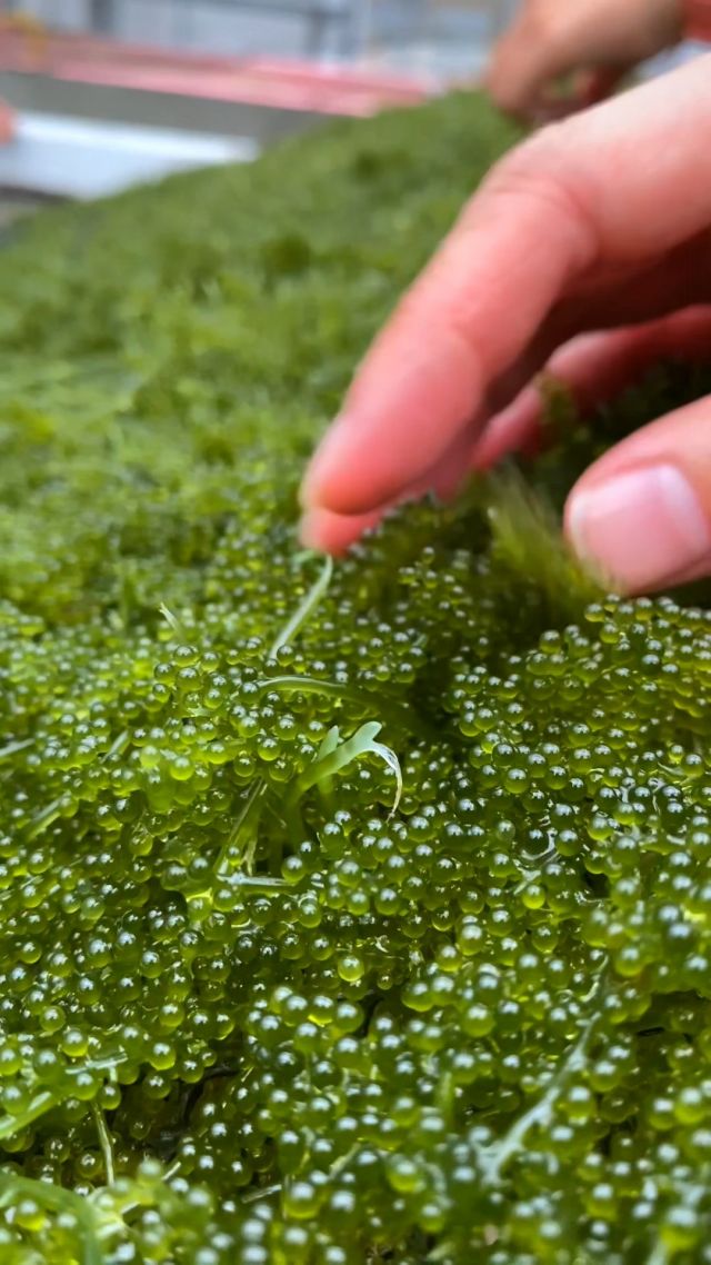 Umi budou (literally “sea grapes”) are also known as “green caviar”. 💚 At Uminchi Seaside Park, you can experience both picking and scooping raw sea ​​grapes, as well as taste them in a few different ways. 😋 Besides the sea grape aquaculture farm, Uminchi has a cafe, campsite and shop where you can even purchase a kit to grow your own umi budou in a bottle! 😍

海葡萄亦被稱之爲「綠色魚子醬」。💚 在海道海濱公園，可以體驗採摘與現撈海葡萄、並且還可以試吃海葡萄。😋 除了海葡萄養殖場之外，還有咖啡館及露營地、商店，還有賣瓶裝的海葡萄培育套件哦。😍

우미부도는 해초인 바다 포도를 말하는데 그린 캐비아라고도 해요. 💚 우민치 해변공원에서는 바다 포도를 직접 채취해서 다양한 방법으로 맛볼 수도 있답니다. 😋 우민치에는 바다 포도 양식장 외에도 카페, 캠핑장, 상점도 있는데 상점에서는 우미부도를 병 속에서 직접 재배할 있는 키트도 판매하고 있답니다! 😍

#visitokinawa #okinawatrip #okinawaphoto #okinawajapan  #japaneseislands #japantravel #japan #explorejapan #discoverjapan #visitjapan #japantrip #japanphoto #japantourism #okinawa #uminchi #umibudou #okinawacuisine #seagrapes #沖縄 #沖縄観光 #沖繩  #오키나와 #旅行 #여행 #打卡 #여행스타그램
