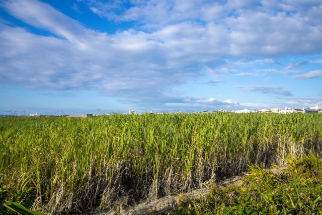 Sugarcane, or Satokibi in Japanese, is called Uji in Okinawan language. Able to withstand strong winds and water scarcity, it is the most cultivated crop in Okinawa! The sight of the  vast sugarcane fields🌾 under the blue sky has become one of the symbols of Japan's southern land. 

They are also available as a refreshing juice🥤, so be sure to grab a cup when you visit!

#japan #okinawa #visitokinawa #okinawajapan #discoverjapan #japantravel #okinawacuisine #okinawafood #okinawafoodculture #okinawabeverage #satokibi #sugarcane #uji