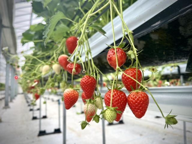 Pick fresh strawberries🍓 on a tropical island! 

From December to May, you can pick strawberries at Chura Ichigo in Okinawa, just 30 minutes south of Naha Airport! Handpick and taste various island strawberry varieties in their sprawling greenhouse and indulge in sweet treats🍧 and refreshing drinks made from fresh strawberries at the café😋

Make this unique seasonal experience a lasting memory!
For interested parties, please make a reservation.
@okinawa_chura.ichigo 

#japan #okinawa #visitokinawa #okinawajapan #discoverjapan #japantravel #okinawatrip #churaichigo #strawberryseason #strawberrypickingjapan