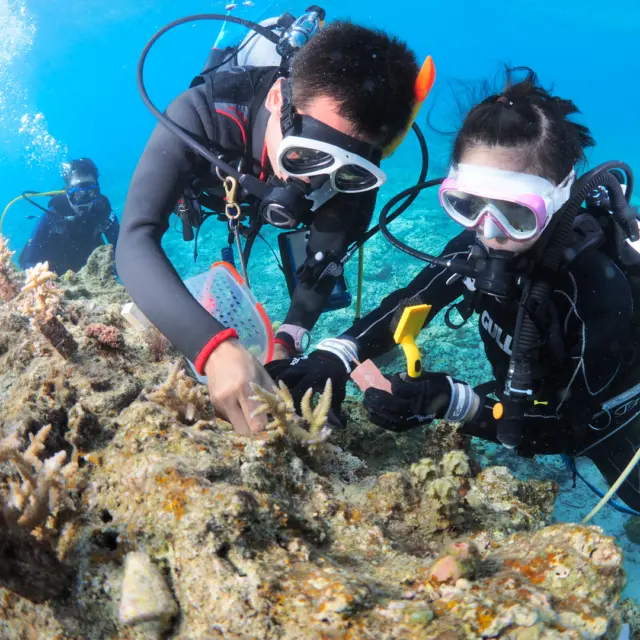 Okinawa’s vibrant marine life thrives thanks to coral reefs, which support 25% of ocean species despite covering just 0.2% of the sea. Known as the Tropical Rainforests of the Sea, these reefs are crucial for biodiversity, food, and coastal protection 🐠🐚

Unfortunately, they’re in decline due to coastal development, human impact, marine pollution, and rising water temperatures.

Let’s each do our part to help preserve this beautiful sea with small actions like using reef-safe sunscreen and avoiding litter, as well as bigger efforts like beach clean-ups or coral planting 🌍💙

#Okinawa #Okinawaprefecture #Visitokinawa #Visitokinawajapan #Exploreokinawa #Okinawatips  #Traveltips #Okinawanature #Okinawaseas #Okinawareefs #Savethereefs