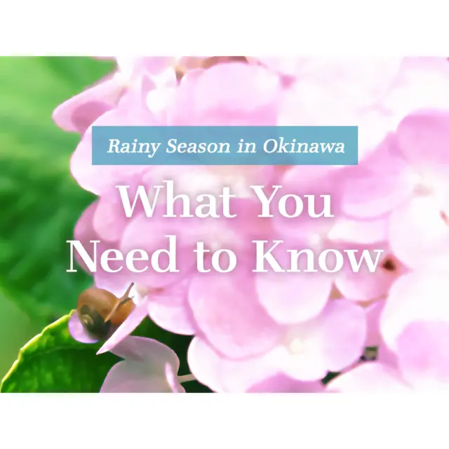 Visiting Okinawa from late April to early June? You might notice the weather can be a bit unpredictable as Okinawa enters tsuyu earlier than the rest of the country, usually starting in early May🌧️🌤️

So what is tsuyu? Tsuyu is a stretch of rainy weather caused by a stationary front, a result of Japan’s unique geography. But don’t worry! Your trip can still be amazing with a little bit of advance planning!💡 Choose activities with flexible cancellations or rain-or-shine guarantees. For marine fun like snorkeling, check the forecast and book on sunny days or go with options that accept same-day bookings.

Rainy weather is also a great opportunity to explore Okinawa’s indoor gems like museums🏛️, craft workshops, or nature tours that run even in the rain🏝️

#Okinawa #Okinawaprefecture #Visitokinawa #Visitokinawajapan #Exploreokinawa #Discoverokinawa #Traveltips #Japantraveltips #Okinawaisland #Okinawarainyseason #Okinawarainseasontips #Rainyseasontraveltips #Okinawarainy #Tsuyu #Okinawatsuyu #Travelplanning #Japanrainyseason #Indooractivities #Indoorjapan #Traveladvanceplanning #Advanceplanning #Bookingplanning #Rainydays #Okinawarainydays #Smarttravel #Okinawamuseum #Okinawaworkshop #Okinawatour #Okinawamay #Okinawajune