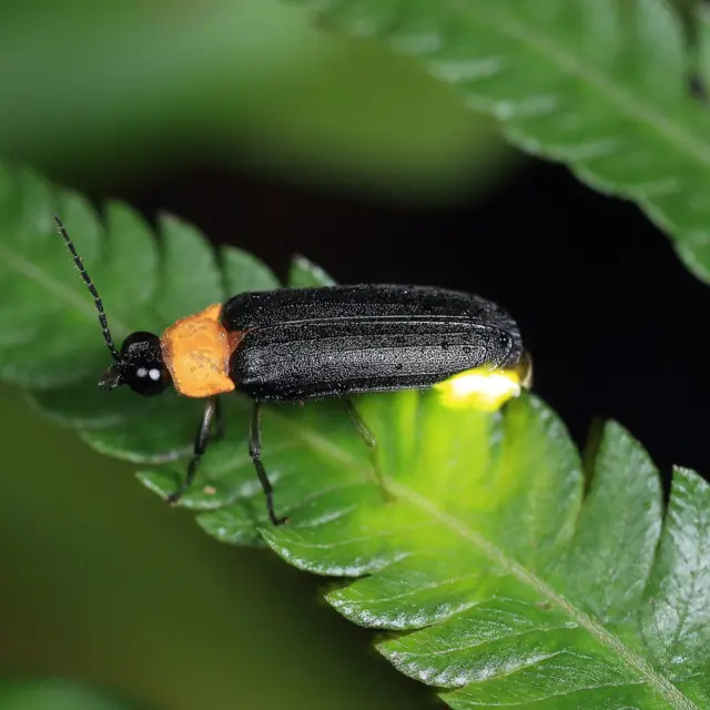 🌟Step into the magic of Okinawa’s firefly season!🌟

Firefly season is one of Okinawa's pre-summer treasures, and it’s just around the corner! While fireflies light up the skies and river in June and July on the mainland, Okinawa kicks off the season earlier from April to May ✨

Approximately 29 out of Japan’s 53 firefly species can be found in Okinawa and some are so rare, they’re only found on specific islands! This brief, enchanting season is why it’s a must-see, even in the rainy season!😍 As mentioned in our previous post, most tours continue unless there’s heavy rain, making it a perfect addition to your Okinawa itinerary — whether you're traveling with family, as a couple, or solo!

📝⚠️The Kumejima firefly found on Kume Island are protected by law and viewing them requires joining a guided tour. To protect these delicate creatures, please avoid touching, capturing, or shining lights on them, and always follow your guide's instructions. 

By joining the tours and respecting these rules, you will help preserve Okinawa’s unique biodiversity for future generations while discovering a whole new world of its natural beauty🍃

Photos courtesy of NPO法人久米島ホタルの会

#Okinawa #Okinawaprefecture #Visitokinawa #Visitokinawajapan #Exploreokinawa #Discoverokinawa #Okinawasummer #Summerokinawa #Firefly #Fireflytour #Fireflyokinawa #Okinawafirefly #Okinawatour #Okinawanature #Natureokinawa #Raretour #Okinawaforest #Natureinokinawa #Fireflywatch #Natureexperience #Okinawaexperience #Okinawarainyseason #Rainyseasonactivities #Okinawaactivities #Rainydayactivity #Natureactivity #Japannature #Naturejapan #Uniqueokinawa #Okinawaunique