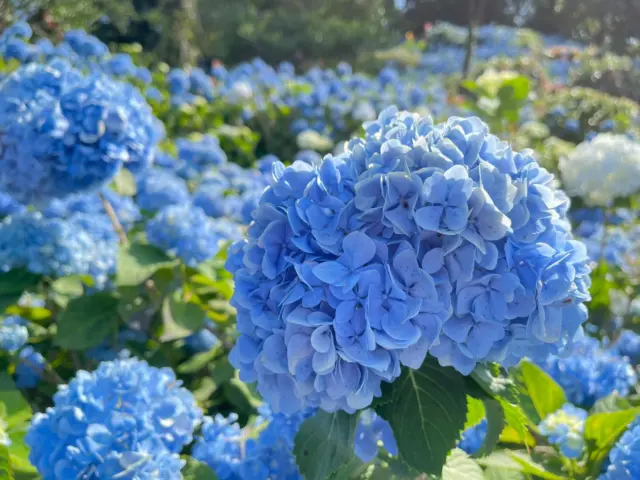 在南國沖繩的雨季盛開的繡球花🌸
位於沖繩縣本部町的饒平名繡球花園，每年有約30萬朵繡球花綻放，為山坡妝點上繽紛色彩🌿
其實這座花園，是由一位老奶奶從接手的兩株繡球花開始親手栽種而來的🌱
如今，這裡已成為梅雨季的人氣景點，是一個能感受到自然與人情溫度的地方✨

@yohenaajisaien.okinawa　
感謝提供美照！