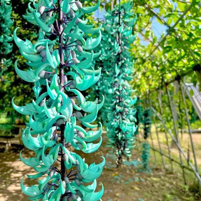 Have you ever seen a flower like this?!🌿💎

Meet the jade vine—one of Okinawa’s rarest and most extraordinary blooms. Its vivid jade-colored petals and cascading shape look almost surreal,✨ and it only blossoms in a few spots from spring to early summer💚

Unlike any other tropical flowers, this living jewel reveals a lesser-known side of Okinawa’s beauty. If you're visiting during the season, don’t miss this magical sight!🥰
📸Photo by @stm41244572love
Have your own Okinawa memories to share? Tag your post with both #visitokinawajapan and #beokinawa for a chance to be featured next!

#Okinawa #Okinawaprefecture #Visitokinawa #Visitokinawajapan #Exploreokinawa #Discoverokinawa #Okinawanature #Natureokinawa #Beautifulplant #Jadevine #Vine #Flower #Okinawaflower #Uniqueecosystem #Naturelovers #Hiddengem #Hiddenbeauty #Okinawahiddengem #Okinawasummer #Summerokinawa #Japansummertrip #Summertrip #Floralokinawa #Floraljapan #Okinawabotanic #Uniquetravel #Rareflower #Rareokinawa