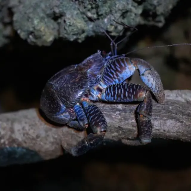 In our last post, we explored Ishigaki’s vibrant island life, but the adventure doesn’t end when the sun sets!🌙✨

Join a local guide on a night walk through the forest to discover nocturnal creatures like coconut crabs, glowing fireflies, and even scorpions🦂 visible only under UV light. With a flashlight in hand and stars overhead🌌, a night tour is perfect for first-timers, as the safe and fascinating journey shows a side of Ishigaki you won’t see during the day.

👉Stay tuned as our city-and-town spotlight of Ishigaki continues, next featuring a theme park where you can experience the traditional culture and natural beauty of the Yaeyama Islands firsthand!

#Okinawa #Okinawaprefecture #Visitokinawa #Visitokinawajapan #Exploreokinawa #Discoverokinawa #Traveltips #Japantraveltips #Okinawatraveltips #Islands #Okinawaislands #Yaeyamaislands #Ishigakiisland #Planyourtrip #Planokinawa #Okinawatrip #Islandtrip #IShigakiseries #Okinawaseries #Nighttour #Ishigakinight #Uniquetour #Ishigakinighttour #Firsttimertour #Interestingtour #Easytour #Nocturnallife #Nightisland #Islandnight