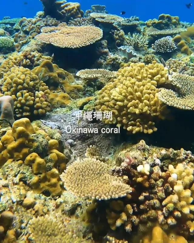 為沖繩海洋增添色彩的珊瑚礁，是守護海洋的重要存在🪸
然而近年來，海水溫度上升導致的「白化現象」越來越嚴重。
在這樣的情況下，颱風反而能攪動海水、降低水溫，減輕珊瑚的壓力🌀
下次來沖繩觀光時，也不妨留意一下這些自然運作的奧秘🌿

#伊平屋島 #珊瑚 #台風 #熱帶海島 #沖繩景點 #沖繩美景 #沖繩景點推薦 #IG景點推薦 #沖縄 #沖縄旅行 #沖繩自由行 #沖繩觀光 #VisitOkinawa #OkinawaTrip #Okinawa #Japan #coral #corals