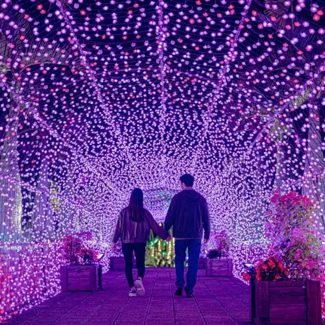 Looking for a magical way to experience winter in Okinawa? ✨

📍 Southeast Botanical Gardens, Okinawa City

Every year, the Southeast Botanical Gardens hosts Okinawa’s largest illumination event—a spectacular fusion of tropical plants and dazzling light that captures the essence of an Okinawan winter 🌴💡

Palm trees, lakeside paths, and rare southern plants shimmer against the night sky, creating a nighttime experience perfect for families and couples. The event also features countless photogenic spots, making it an ideal place to capture photos and videos that highlight the island’s seasonal charm 📸✨

They’re also open during the day if you’d like to enjoy the gardens before nightfall!

#Okinawa #Okinawaprefecture #Visitokinawa #Visitokinawajapan #Beokinawa #Exploreokinawa #Discoverokinawa #Okinawasggo #Botanicalgardens #Okinawawinter #Winterokinawa #Plants #Plantslovers #Japanwinter #Okinawabotanicalgardens #Illumination #Okinawaillumination #Okinawaevent #Okinawawinterevent #Winterillumination #Dazzlingillumination #Nightevent #Okinawanight #Okinawagardens #Garden #Japangarden