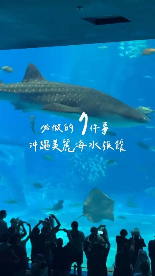 📍在沖繩北部，來一趟冬季療癒之旅🌴🐠
冬天依然溫暖的沖繩，可以徹底享受大海與大自然🌺
海洋博公園內的沖繩美麗海水族館，有能看到鯨鯊及鬼蝠魟優雅游動的巨大水槽，絕對令人感動✨
還有海豚表演與南國植物的溫室，一整天都能玩得很盡興🌞

忘記寒意，享受讓心放鬆的時光吧🎶

@aurora.food__ 謝謝你提供這麼棒的影片！

#沖繩北部 #海洋博公園 #美麗海水族館 #沖繩親子遊 #日本自駕遊 #沖繩景點推薦 #沖繩景點 #沖縄 #沖縄旅行 #沖繩自由行 #沖繩觀光 #VisitOkinawa #OkinawaTrip #Okinawa #Japan #OkinawaNorth #ChuraumiAquarium #OceanExpoPark #OkinawaThemePark #familytrip