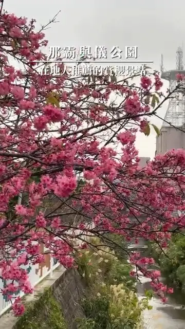 🌸搶先感受春天的沖繩賞櫻之旅🌺
沖繩的櫻花是色彩濃郁的「寒緋櫻」。
日本最早開花，1月中旬～2月就是最佳觀賞期✨

從南到北逐漸綻放，各地都能長時間欣賞，是沖繩賞櫻的魅力🌸
藍天下的白天櫻景、夜間的燈光點亮櫻花，都美得令人屏息🌈

來沖繩，用最早盛開的櫻花感受春天吧！

@okinawago.tw 謝謝你提供這麼棒的影片！

#沖繩賞櫻 #沖繩櫻花 #日本最早櫻花 #沖繩旅遊 #日本自駕遊 #沖繩景點推薦 #沖繩景點 #沖縄 #沖縄旅行 #沖繩自由行 #沖繩觀光 #VisitOkinawa #OkinawaTrip #Okinawa #Japan #OkinawaSakura #EarlySpring #CherryBlossomsOkinawa