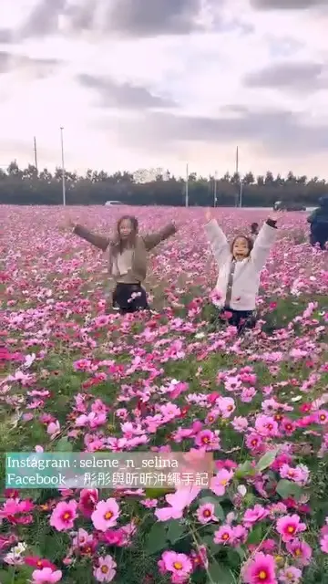 沖繩的冬天，春之花正盛開🌸🌻
每年此時，中城村與讀谷村等地便會盛開波斯菊，到了三月左右宮古島的向日葵也開始綻放，繽紛的花海在藍天下格外亮眼📸✨
能在冬天遇見的「春日景色」，彷彿提前感受了季節的到來🌈

這些來自友善環境、活化農地的美麗風景，很適合成為春節旅行的珍貴回憶🌺😊

@selene_n_selina 謝謝你提供這麼棒的影片！

#沖繩向日葵 #向日葵 #沖繩波斯菊 #波斯菊 #沖繩花海 #沖繩旅遊 #日本自駕遊 #沖繩景點推薦 #沖繩景點 #沖縄 #沖縄旅行 #沖繩自由行 #沖繩觀光 #VisitOkinawa #OkinawaTrip #Okinawa #Japan #OkinawaSakura #EarlySpring #Sunflower #Cosmos #OkinawaFlowerField