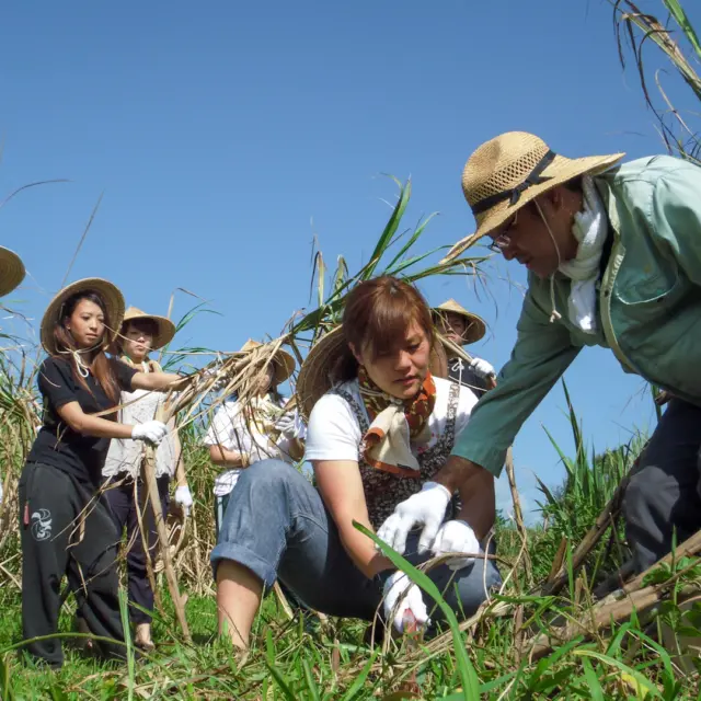 Winter Days, Okinawan Style｜A Seasonal Series
Explore Okinawa in winter with us 🌺

Winter in Okinawa marks the sugarcane harvest season, when sugarcane begins its journey to become kokuto—traditional Okinawan brown sugar!

From freshly cut sugarcane to the careful steps of turning it into kokuto, visiting the fields offers a closer look at a practice shaped by generations. Through hands-on harvesting and tastings, you begin to understand why kokuto has long been valued as a traditional preserved food, especially during the cooler months.

More than sightseeing, this is travel as lived experience, a meaningful winter activity for families and culture-curious travelers alike✨

💬 How would you like to experience everyday life in Okinawa this winter?

Okinawa taiken Niraikanai　@okiniraikanai

#Okinawa #Okinawaprefecture #Visitokinawa #Visitokinawajapan #Beokinawa #Exploreokinawa #Discoverokinawa #Traveltips #Okinawasggo #Okinawawinter #Okinawakokuto #Blacksugar #Okinawablacksugar #Okinawalocalproduce #Localproduce #Sugarcane #Okinawaexperience #Experienceokinawa #Locallifeexperience #Experiencelover #Handson #Handsonexperience #Localhandsonexperience #Familyexperience #Familyexperienceinokinawa #Authentictravel #Mindfultravel #Experientialtravel #Meaningfultravel #Meaningfulexperience