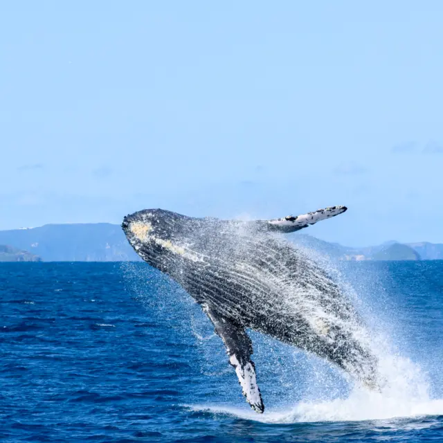 Winter Days, Okinawan Style｜A Seasonal Series
Explore Okinawa in winter with us 🌺

From January to March, the ocean around Okinawa becomes a seasonal stage as humpback whales arrive to breed and raise their young 🐋 Winter air feels crisp, the sea calm and clear—you notice the waves, the sway of the boat, and the quiet anticipation. Then suddenly, a whale surfaces. A breach, a tail splash, or a parent and calf gliding side by side, a moment both powerful and still.

With TOTAL MARINE SPOT NEWS, tours departing from Naha are easy to fit into your trip, even as a day activity! Guided with care and conservation in mind, this is a respectful way to experience wildlife from a safe distance.

This isn’t summer Okinawa—it’s winter on the sea, where patience, presence, and wonder come together🌊✨

💬 How would you like to experience Okinawa’s winter ocean?

@okinawa_news　※ Tours are conducted in Japanese only.

#Okinawa #Okinawaprefecture #Visitokinawa #Visitokinawajapan #Beokinawa #Exploreokinawa #Discoverokinawa #Traveltips #Okinawasggo #Okinawawinter #Winterokinawa  #Okinawatour #Okinawaadventures #Whalwatching #Whalelovers #Animallovers #Animalwatching #Nature #Okinawanature #Naturelovers #Sea #Okinawasea #Marinewildlife #Wildlifelovers #Okinawamarine #Marinelife #Seasonaltour #Seasonaltrip #Winterseason
