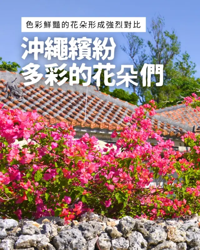 🌺沖繩的春天花開滿滿🌺
2～3月，本島還很冷的時候，沖繩已經百花盛開✨
濃粉色的櫻花、黃色的風鈴木、在嚴冬綻放的波斯菊＆向日葵🌻💛

能欣賞跨越季節的花卉風景，藍天與花朵的對比美到不行📸
快來感受一下提早到來的春天吧🌸

#沖繩向日葵 #向日葵 #沖繩波斯菊 #波斯菊 #黃鐘木 #沖繩花海 #沖繩旅遊 #日本自駕遊 #沖繩景點推薦 #沖繩景點 #沖縄 #沖縄旅行 #沖繩自由行 #沖繩觀光 #VisitOkinawa #OkinawaTrip #Okinawa #Japan #OkinawaSakura #EarlySpring #Sunflower #Cosmos #Yellowtrumpettree #OkinawaFlowerField