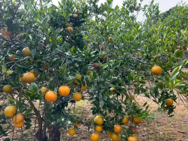 🍊只在沖繩冬天才能品嚐的美味「椪柑（タンカン）」🌞
外表稍微粗獷樸實，但只要咬一口，濃郁的甜味與滿滿果汁立刻在口中散開，是沖繩引以為傲的柑橘✨

產季僅限 1～3 月。
在當地市場或道之驛看到新鮮的椪柑，記得帶上一顆當旅伴🍊♪

盒裝款也很受歡迎，適合作為伴手禮📦💛

hrnhgaaaaa 感謝提供美照！

#柑橘 #柑橘類水果 #沖繩蜜柑 #冬季限定水果 #沖繩水果 #沖繩特產 #水果 #美食推薦 #沖繩美食 #沖縄 #沖縄旅行 #沖繩自由行 #沖繩觀光 #VisitOkinawa #OkinawaTrip #Okinawa #Japan #Gourmets #Tankan #OkinawaFruit