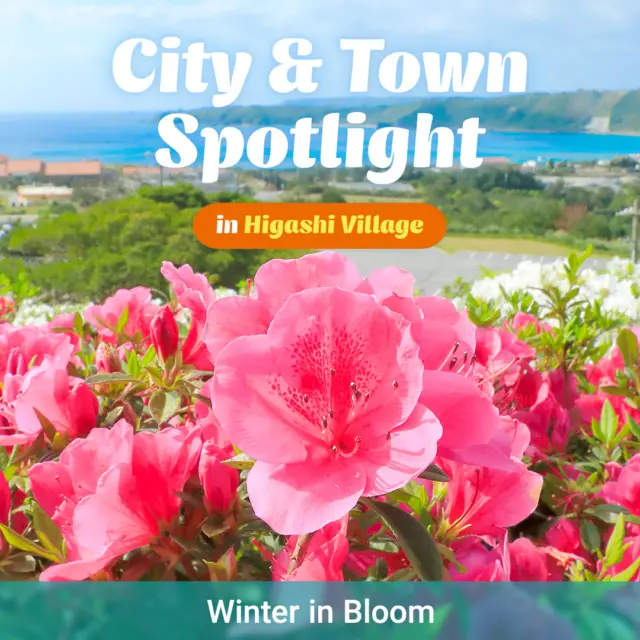 City & Town Spotlight – Higashi Village｜Winter in Bloom

Let’s continue our journey through Higashi Village, where winter brings color rather than fading it. From February to March each year, the Higashi Village Azalea Festival fills the hills with vivid shades of pink and red. 

📍 Higashi Village

From February to March each year, the Higashi Village Azalea Festival fills the hills with vivid shades of pink and red. Surrounded by forests and warmed by Okinawa’s mild climate, the village offers bright seasonal scenery long before spring reaches much of Japan. The festival reflects Higashi’s rich natural environment and long-standing horticultural culture, shaped by care for the land🌿 Visitors stroll on gentle paths🚶‍♀️, families wander together 👨‍👩‍👧, and locals gather to enjoy a tradition rooted in everyday life.

A quiet reminder that winter in Okinawa offers more than the sea✨
Have you ever experienced bright blooms in winter?

#Okinawa #Okinawaprefecture #Visitokinawa #Visitokinawajapan #Beokinawa #Exploreokinawa #Discoverokinawa #Okinawasggo #Localvillage #Okinawalocalvillage  #Higashivillage #Okinawavillage #Hiddengem #Okinawahiddengem  #Townspotlight #Flowers #Japanflowers #Okinawaflowers #Azalea #Azaleafestival #Flowerfestival #Winter #Japanwinter #Winterflowers #Winterseason #Okinawawinterseason #Winterlovers #Flowerlovers #Japanfestival #Okinawafestival