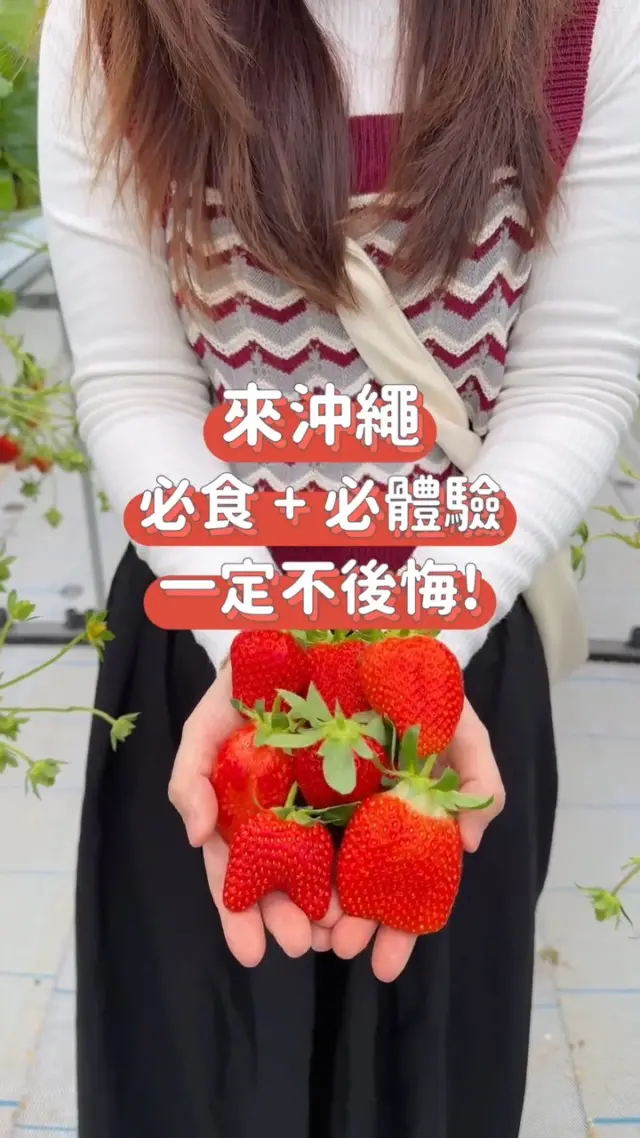 🍓沖繩的冬天是甜～甜草莓的季節🍓
2月正值產季的沖繩草莓採摘，紅通通的果實可愛到讓人忍不住想拍照💕
在宜野座村與南城市，農園咖啡的草莓百匯與果昔也超受歡迎🍹✨

1～2月的草莓甜度濃郁、果肉扎實🥰
在溫暖的沖繩，一起盡情享受當季草莓與絕品甜點吧🌞

@kokoni_okinawa 謝謝你提供這麼棒的影片！

#沖繩採草莓 #草莓季 #沖繩水果 #沖繩特產 #水果 #美食推薦 #沖繩美食 #沖縄 #沖縄旅行 #沖繩自由行 #沖繩觀光 #VisitOkinawa #OkinawaTrip #Okinawa #Japan #Gourmets #StrawberryPicking #OkinawaStrawberry #Strawberry #OkinawaFruit #沖縄いちご狩り #美らイチゴ