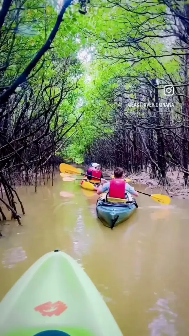 City & Town Spotlight – Higashi Village｜Winter on the Water 

📍 Higashi Village

After winter blooms, another side of Higashi Village comes into view—its mangroves. With lower humidity and fewer insects, winter is one of the best seasons to kayak along the village’s rivers🛶

Gliding quietly across the water💧, you can experience the mangrove forest from eye level, listening to birdsong and the gentle movement of the current. Some areas can only be reached by kayak, creating moments of stillness and connection with nature🌿

A peaceful reminder that even in winter, Okinawa offers rich experiences beyond the sea ✨

⚠️ Important note
For safety and nature conservation reasons, mangrove kayaking is available only through guided tour operators.

🔗 Learn more
@east_river.okinawa
*English support available

📷Images courtesy of EAST River