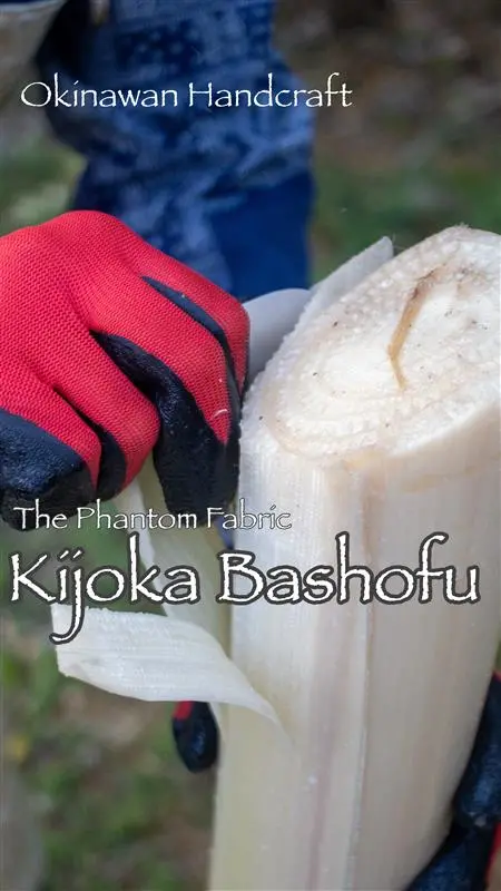 Okinawan Handcrafts | Kijoka Bashofu—The Phantom Fabric 

Bashofu is a traditional woven fabric passed down since the days of the Ryukyu Kingdom. Light, breathable, and delicately crisp, it was once likened to dragonfly wings. Its smooth, airy texture made it especially beloved by the people of humid Okinawa, and it came to be known as the most Okinawan kimono, shaped by Okinawa’s climate. 

The defining characteristic of bashofu lies in its thread-making, from cultivating the plants used as raw materials to completing every stage of production entirely by hand. In Kijoka, the whole process of growing the basho banana plants, harvesting them, extracting the fibers, spinning threads, dyeing, and weaving is completed within the village. This is why it is known as the phantom fabric, as textiles made through such fully hand-crafted processes have become extremely rare in Japan. 

Around late January, when bashofu is ready for harvest, villagers cut the plants and extract the fibers by hand. This precious and essential process takes place only for a few days each year. Let us take a closer look. 

Harvesting, boiling, extracting the fibers, joining the fibers into thread, dyeing, and weaving. All of these steps are carried out within the village, with people working hand in hand, each contributing what they are able to do. 

The hands of those who create and the hands of those who have carried the craft forward for generations have sustained this beautiful tradition since the era of the Ryukyu Kingdom. Those who wish to learn more can experience it firsthand at the Bashofu Kaikan.

📍 Kijoka Bashofu Kaikan, Kijoka, Kunigami Village 

#Okinawa #Okinawaprefecture #Visitokinawa #Visitokinawajapan  #Beokinawa  #Exploreokinawa  #Discoverokinawa  #Okinawasggo  #Okinawalocalcrafts  #Localcrafts  #Craft  #Craftlovers  #Okinawacrafts #Craftsmanship #Intricatecraft #Textile #Naturaltextile #Naturalcraft #Okinawavillage #Kunigamivillage #Tradition #Culture #Okinawatradition #Okinawaculture #Generational #Generationalcraft #Okinawatraditionalcraft #Okinawahandcraft #Handcraftseries #Okinawacraftseries