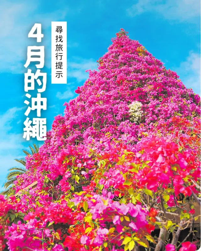 🌸4月的沖繩，春意盎然，迎來熱鬧的旅遊季節！🌺✨
鮮豔盛開的九重葛為春天增添繽紛色彩，煙火秀與百合祭等活動陸續登場。
各地也陸續舉行海開儀式，海灘逐漸熱鬧起來🏖️

正是同時享受花海與大海的最佳時節喔🌈

--------------------- 活動介紹 ---------------------

1️⃣ 沖繩九重葛嘉年華 2026
@southeast_botanical_gardens
日期：2026年2月28日（六）～2026年5月6日（三）
時間：9:30 ～ 22:00（最後入場時間 21:30）
地點：沖繩縣沖繩市知花2146（東南植物樂園）
MAP CODE：33 742 510*18

2️⃣ 南國ECO燈光展
@southeast_botanical_gardens
展期：2026年1月16日（五）～5月24日（日）
1月16日（五）～3月31日（二）：18:00～22:00（最後入場21:30）
4月1日（週三）～5月24日（週日）：18:30～22:00（最後入場21:30）
地點：沖繩縣沖繩市知花2146（東南植物樂園）
MAP CODE：33 742 510*18

4️⃣ 琉球海炎祭
@ryukyukaiensai
日期：2026年4月11日（六）
時間：15:00～19:00（暫定）
地點：沖繩縣 宜野灣市 宜野灣海濱公園 熱帶海灘
MAP CODE：33 403 241*36

3️⃣ 伊江島百合祭
日期：2026年4月25日（六）～5月5日（二）
地點：沖繩縣國頭郡伊江村東江上3087（伊江村百合田園公園）
MAP CODE：553 217 853*20

------------------------------------------

#日本祭典 #沖繩景點 #沖縄 #沖縄旅行 #沖繩自由行 #沖繩觀光 #VisitOkinawa #OkinawaTrip #Okinawa #Japan #festivallife